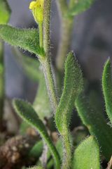 A close-up of the hairs on a golden draba (Draba aurea) plant.