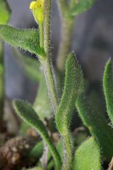 A close-up of the hairs on a golden draba (Draba aurea) plant. 