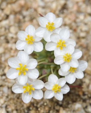 Photo of a pigmy poppy