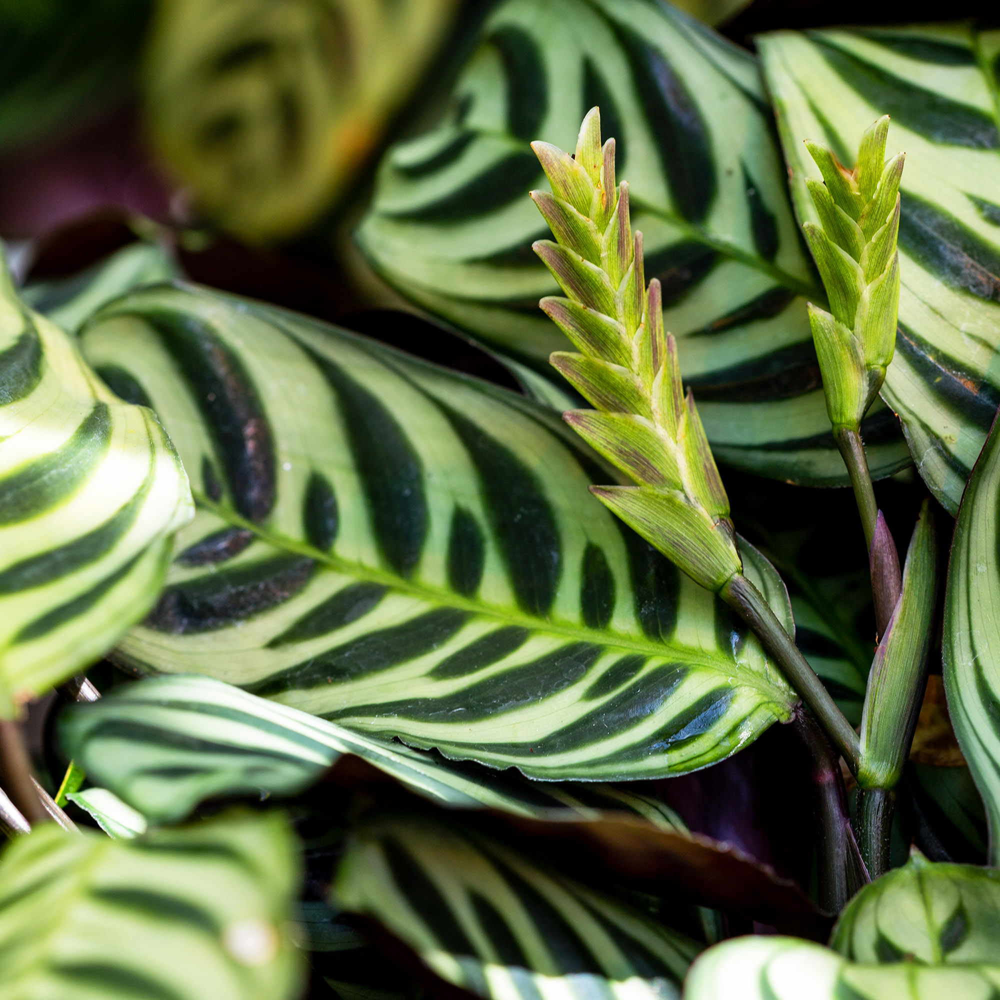 monstera bestellen Monstera Variegata (Stark panaschiert)
