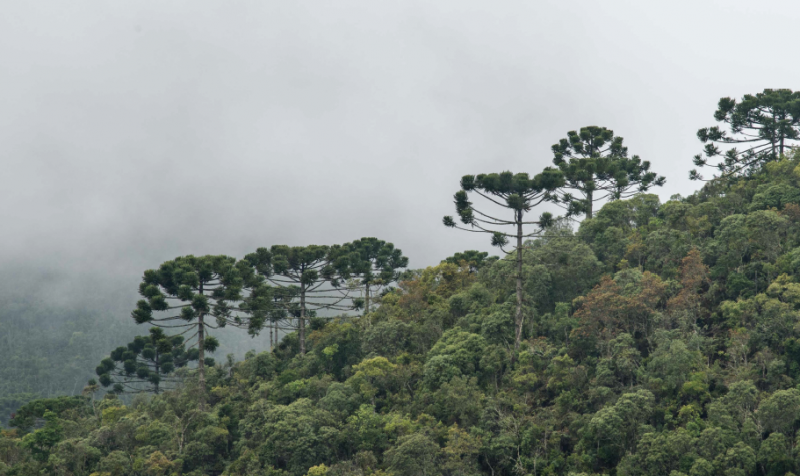 Photo of the Mata Atlantica in Brazil