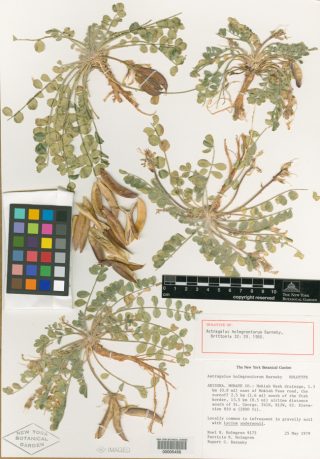 a herbarium specimen of the Holmgren milk-vetch.