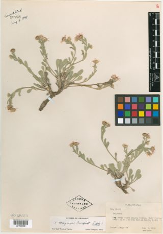 A specimen of the Maguire Daisy (Erigeron maguirei)