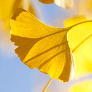 A photo of a ginkgo leaf