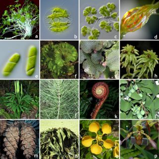 Mosaic of diverse plant species