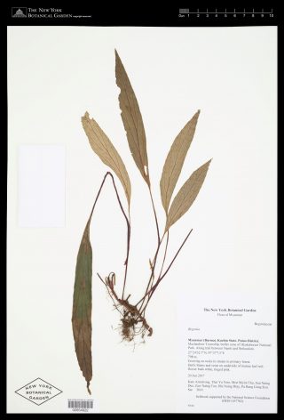 A plant specimen from the begonia family.