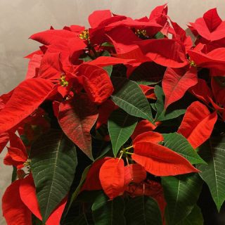 Photo of a poinsettia