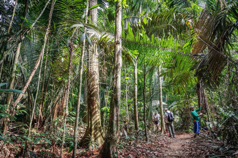 Photo of researchers in the Amazon rain forest