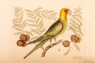 An illustration of a parrot.