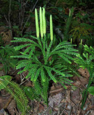 Photo of a clubmoss