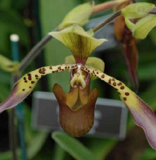 Photo of a Paphiopedilum orchid