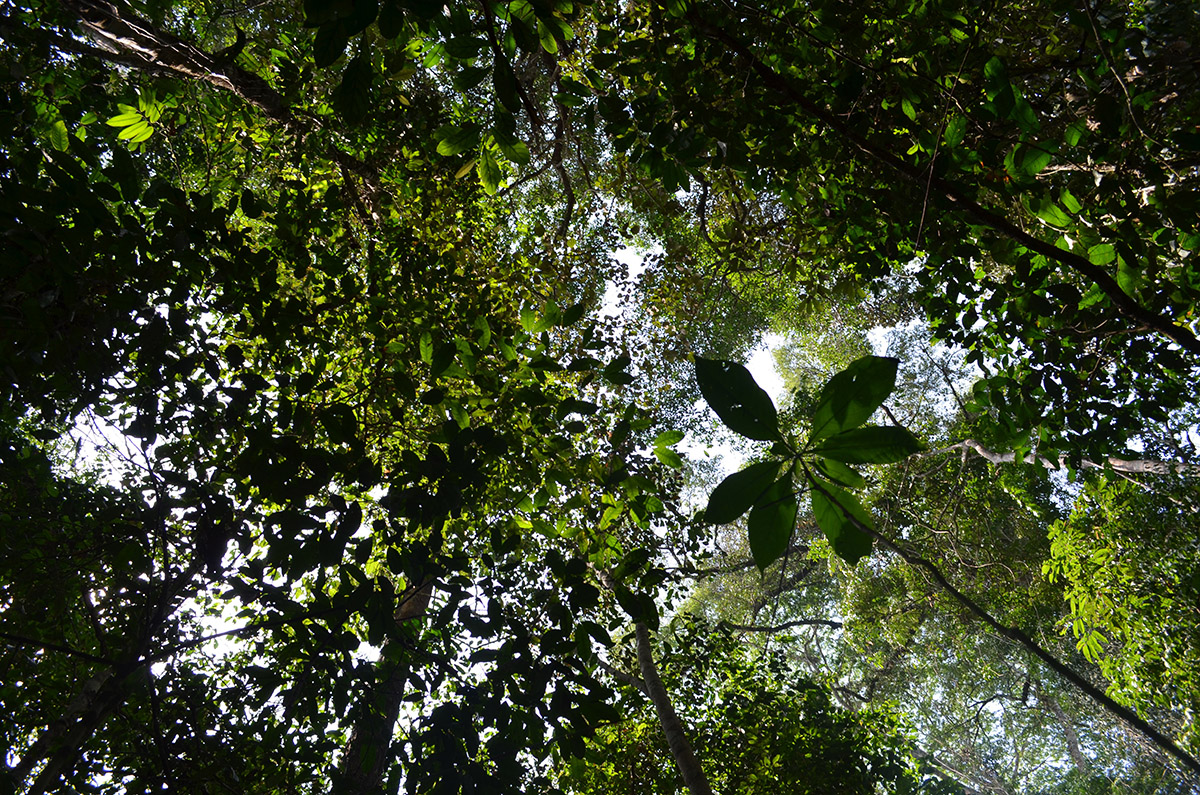 Diverse species make up the rain forest canopy.