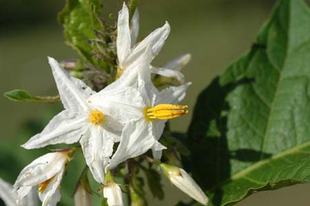 Solanum_caric