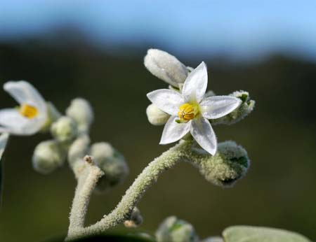 Solanum_cong