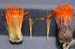 Cnicothamnus lorent