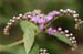Cyrtocymura scorp