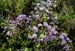Quechualia fulta