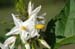 Solanum caric