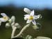 Solanum cong