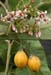 Solanum mater