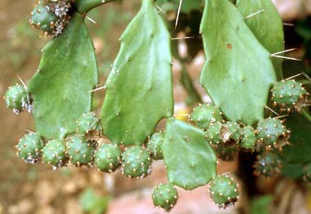 Opuntia_brasil