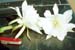 Harrisia_tephr