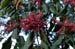 Triplaris_amer