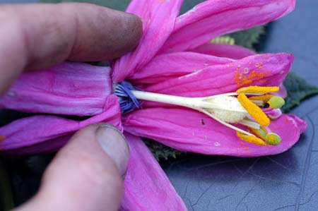 Passiflora_pilos