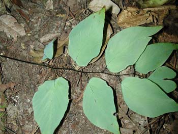 Adiantum_platy