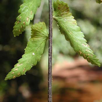 Asplenium_bangi