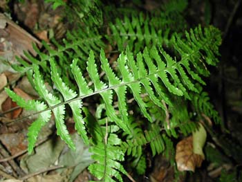 Asplenium_drepa