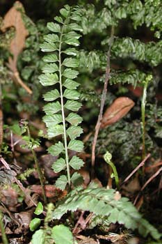 Asplenium_stolo