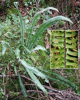 Asplenium_monan