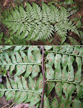 Asplenium_squam