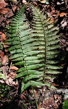 Dryopteris_walli