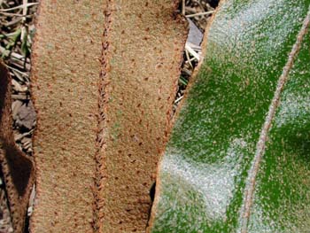 Elaphoglossum_cuspi