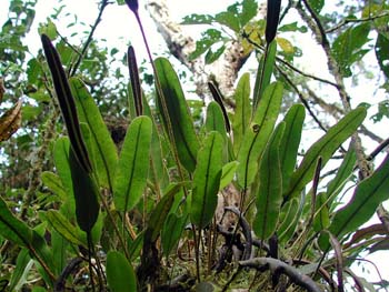 Elaphoglossum_engel