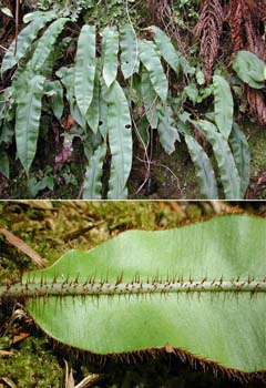 Elaphoglossum_erina