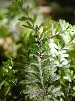 Hymenophyllum_tunbr