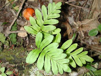 Polypodium_frase