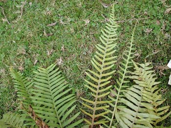 Polypodium_remot