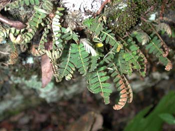 Polypodium_squal