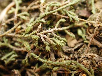 Selaginella_micro