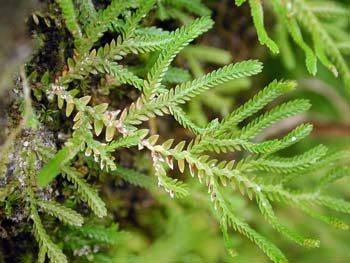 Selaginella_novae