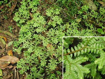 Selaginella_trisu