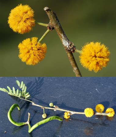 Acacia_aroma