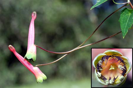 Tropaeolum_kunt