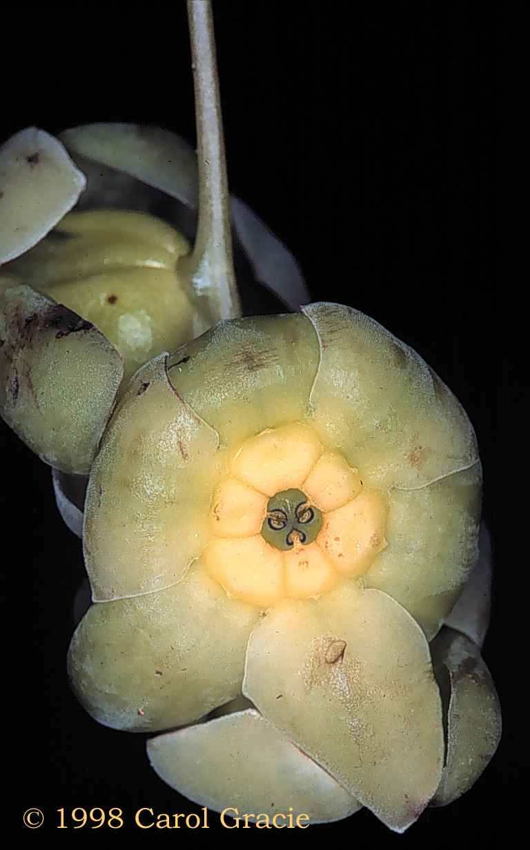 Picture of Matelia gracieae