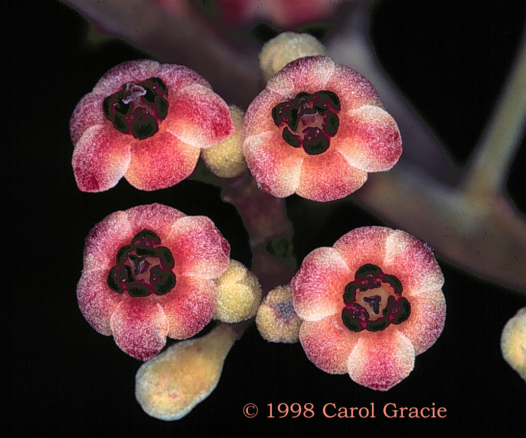 Picture of Matelia gracieae