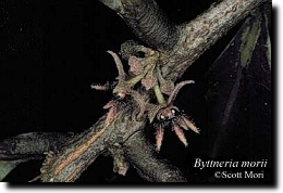 Image--Byttneria morii